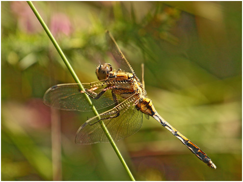 Orthetrum albistylum mâle immature